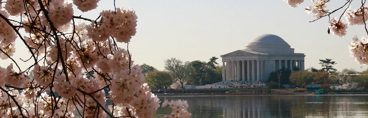 View of Jefferson Memorial with cherry blossoms